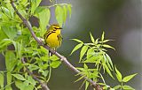 Prairie Warbler